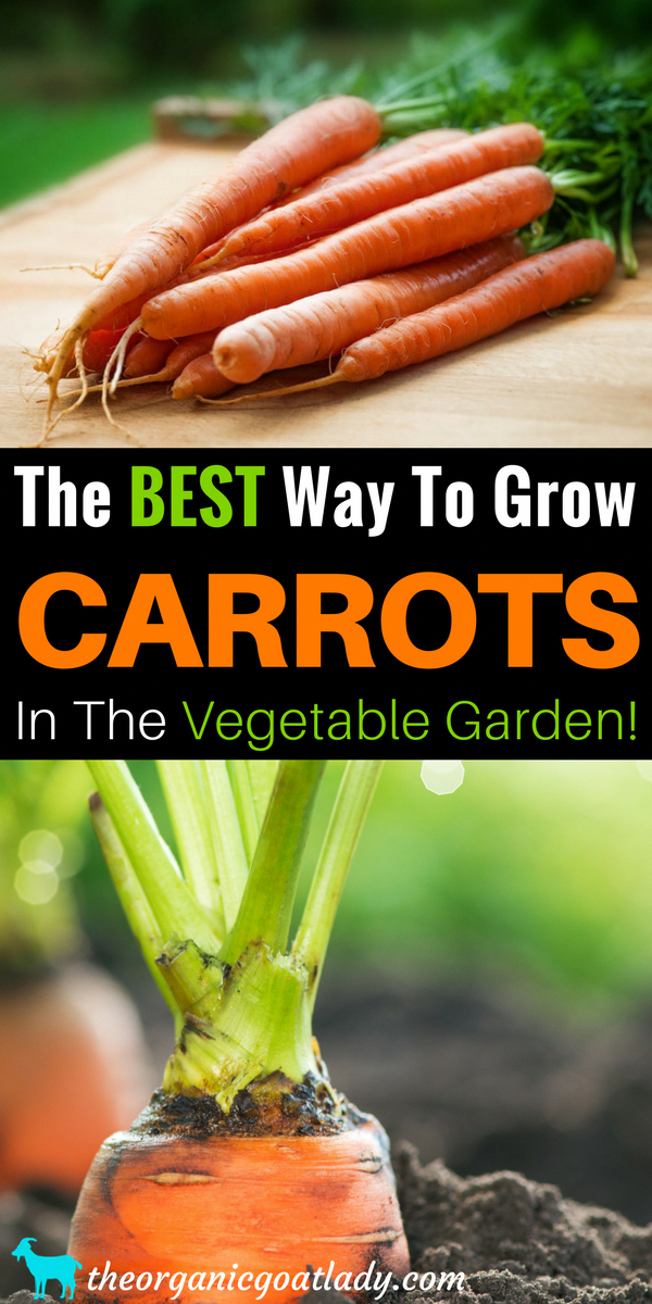 Harvest Carrots