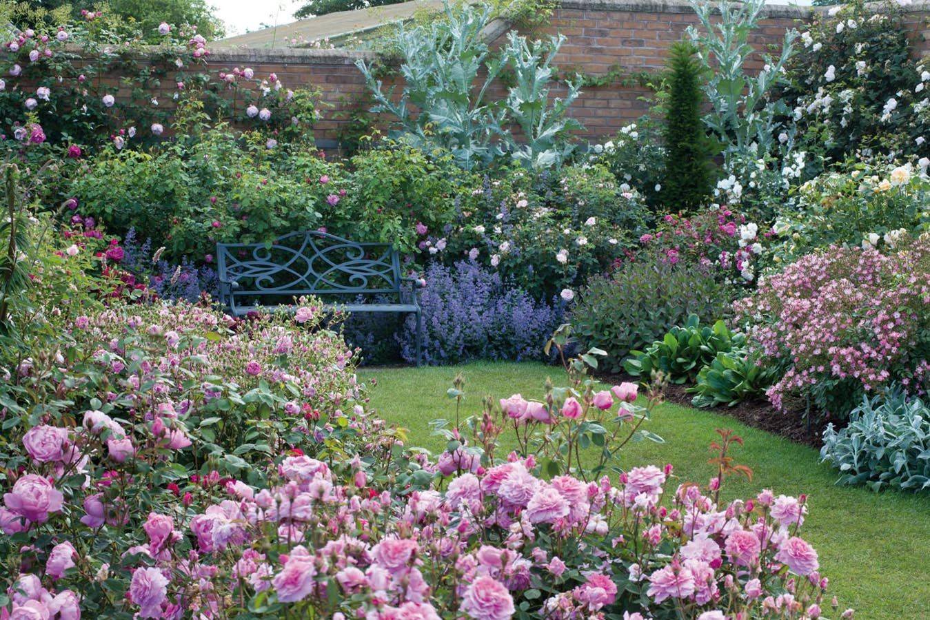 Mixed Borders Rosa Olivia Rose Austin