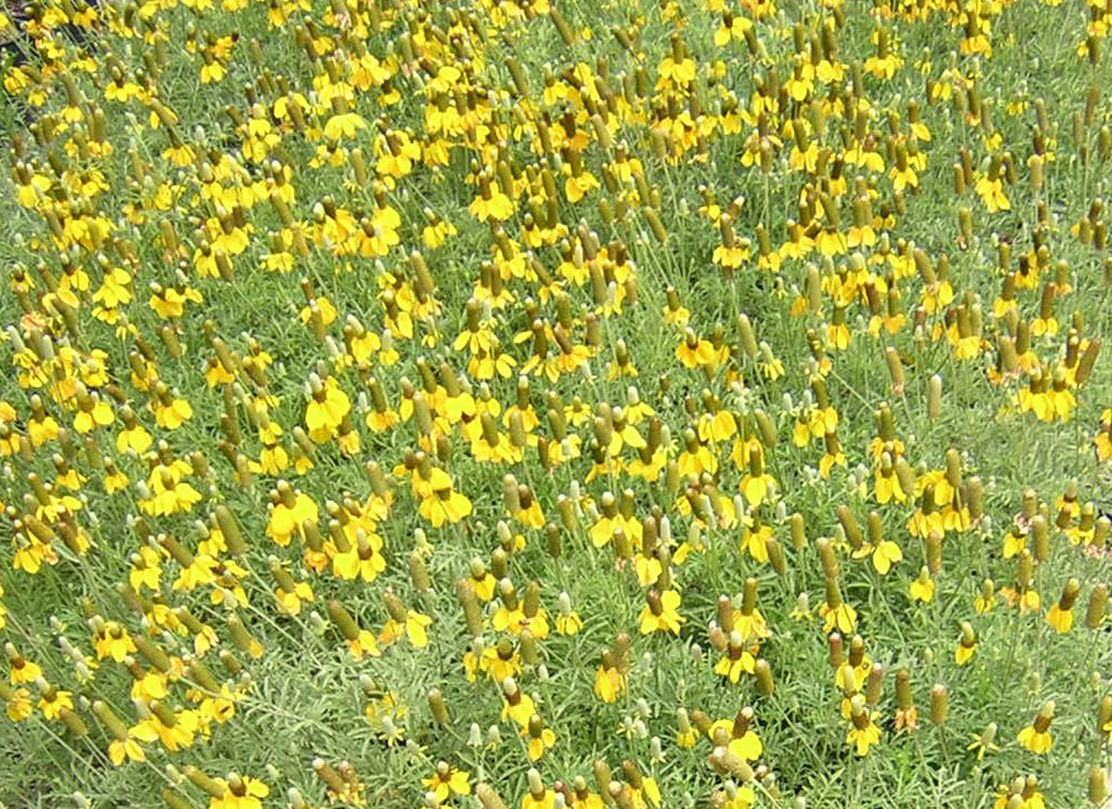 Stunning Yellow Flowering Shrubs Garden Lovers Club