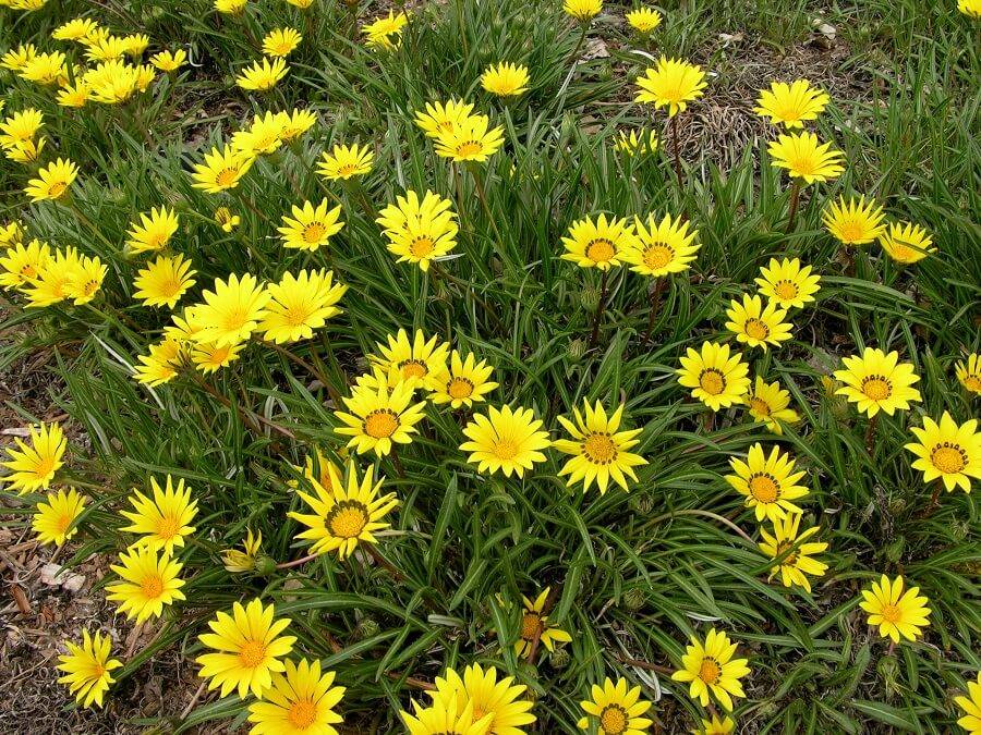 Yellow Dot Plant Ground Cover Care Tips Creeping Daisy