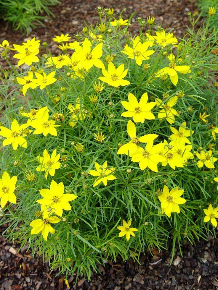 Gardens Perennials