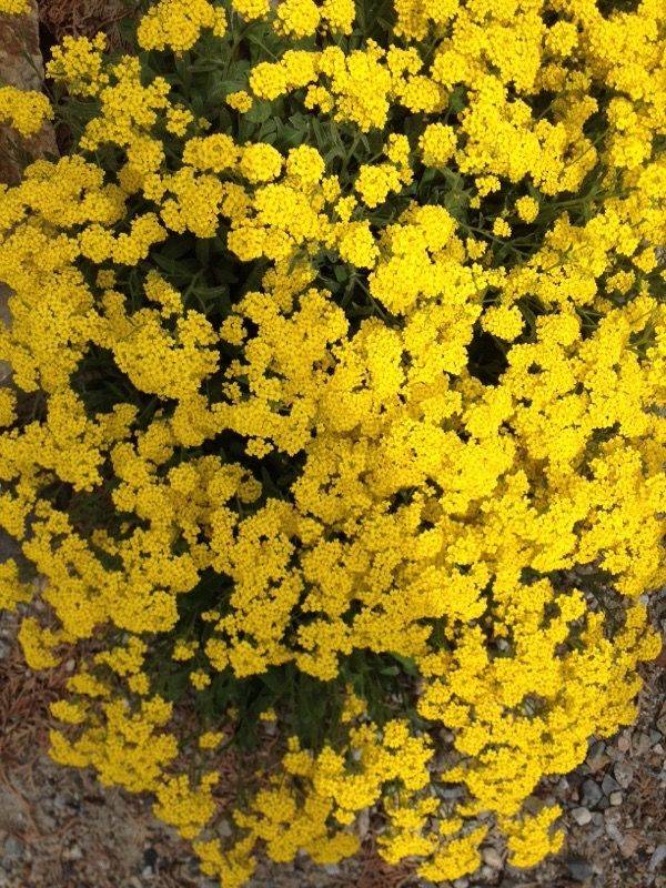 Spectacular Orange Flowers Plants Ideas
