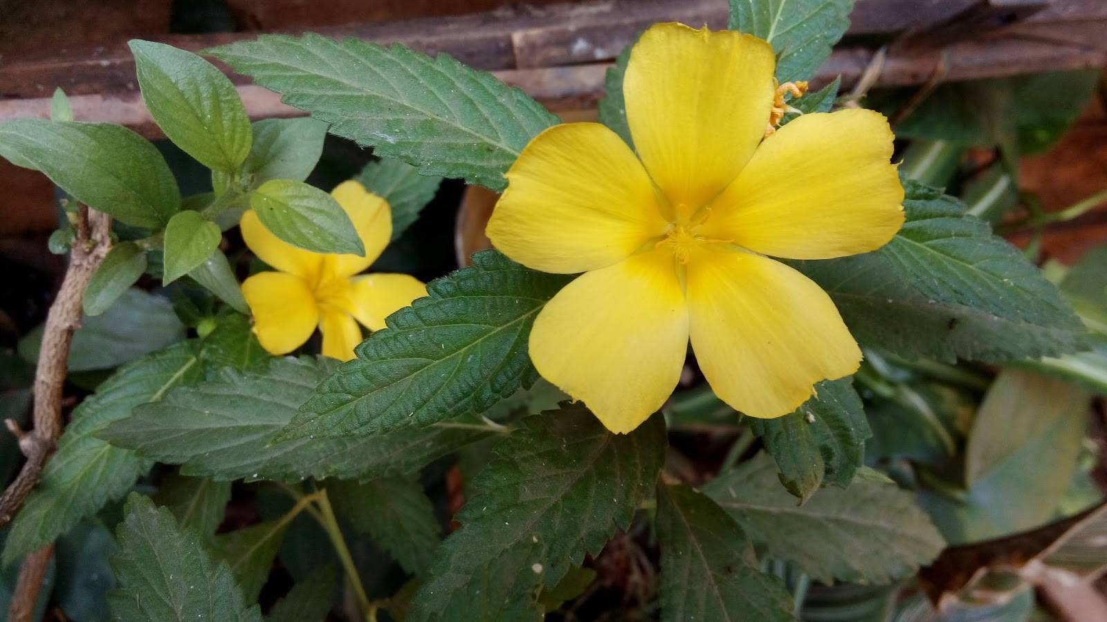 Catalog Ideas Yellow Perennials