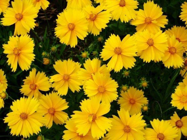 Coreopsis Sunshine Superman