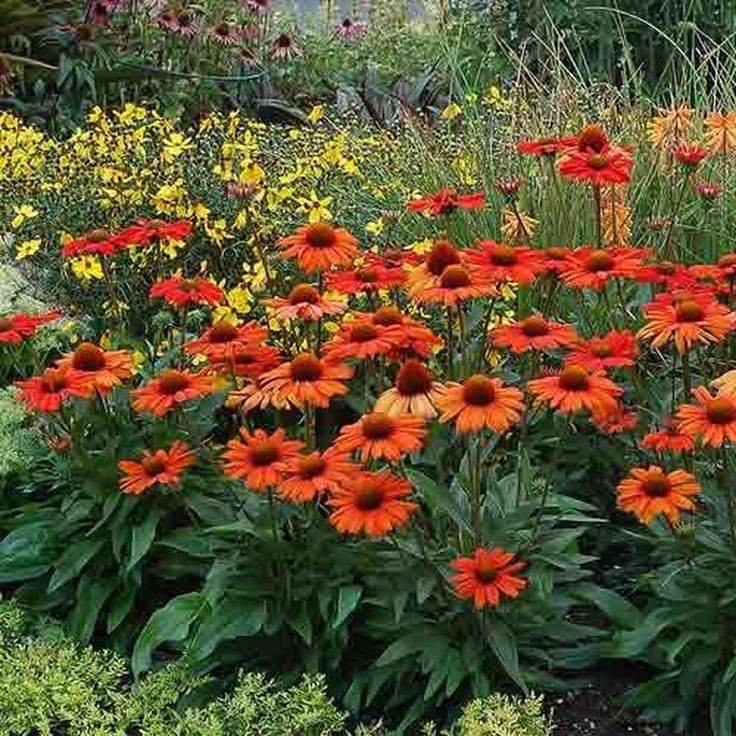 Coreopsis Sunshine Superman