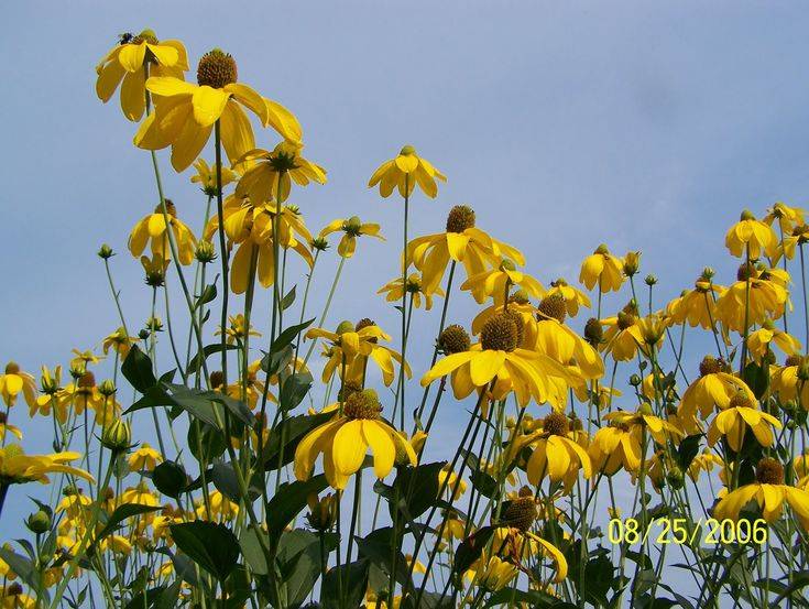Gardening And Design Thoughts