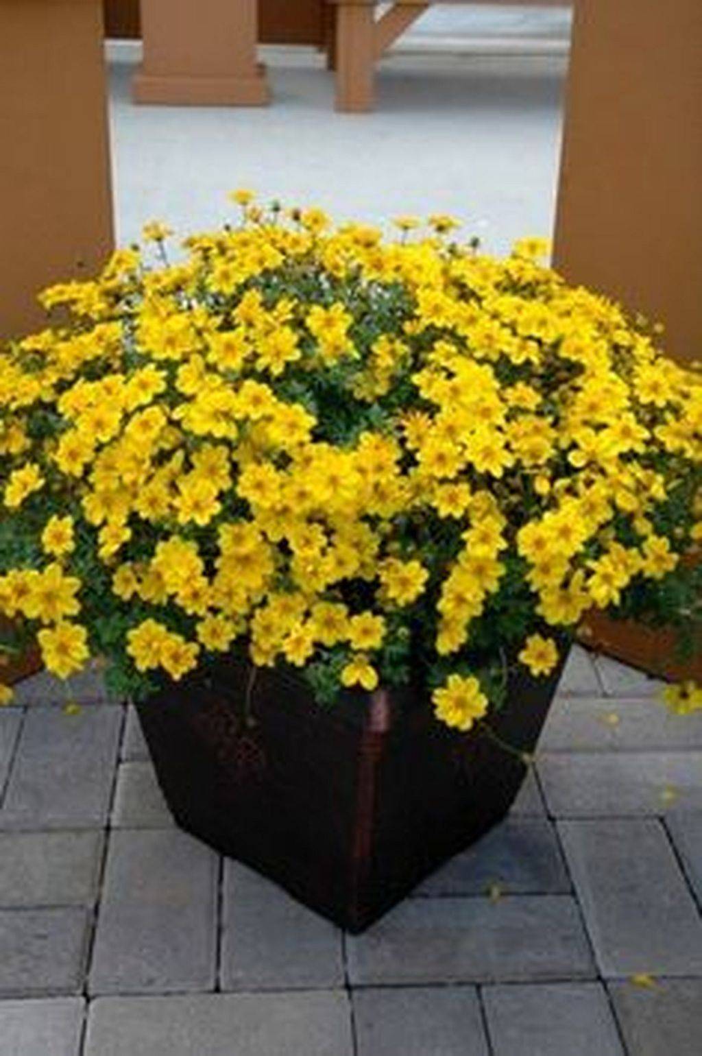 Mesa Yellow Blanket Flower