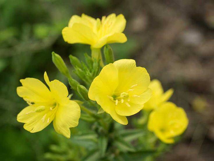 Yellow Flowers Identification