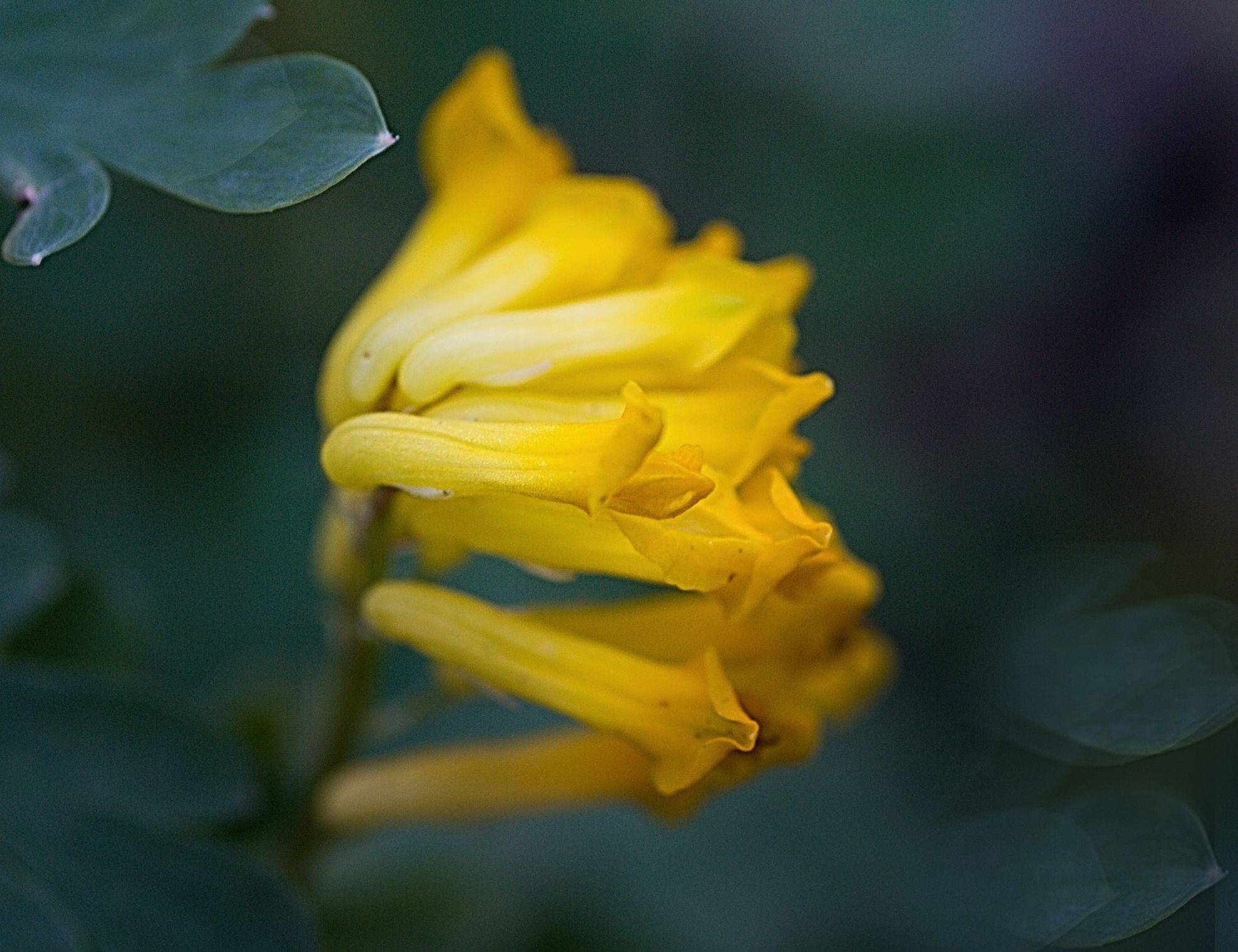 Viola Cornuta Yellow Selection Perennial Pansy