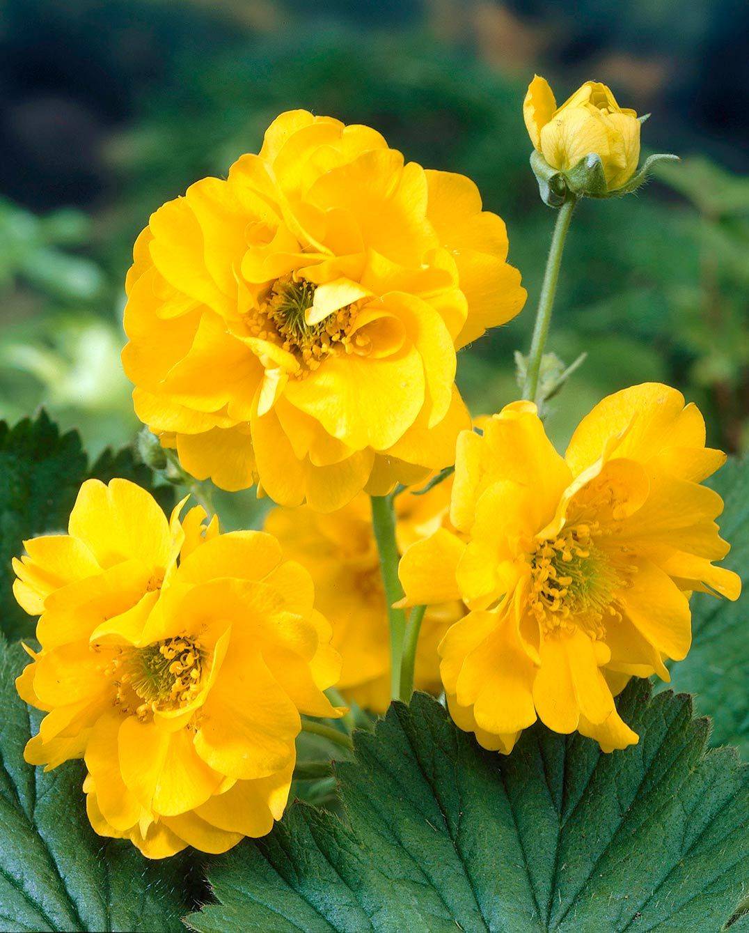 Stunning Perennials That Bloom