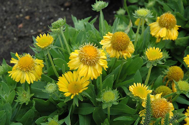 Creative Gardening Designs