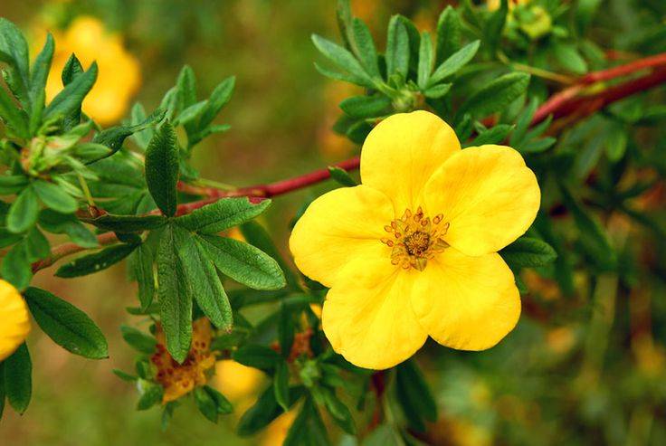 Yellow Flowered Perennials Yellow Common Name Blanket Flower