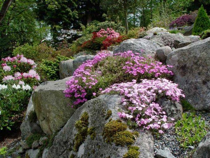 A Rock Border Wall Perennial Garden