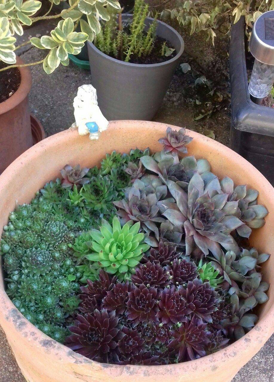 My Miniature Succulent Fairy