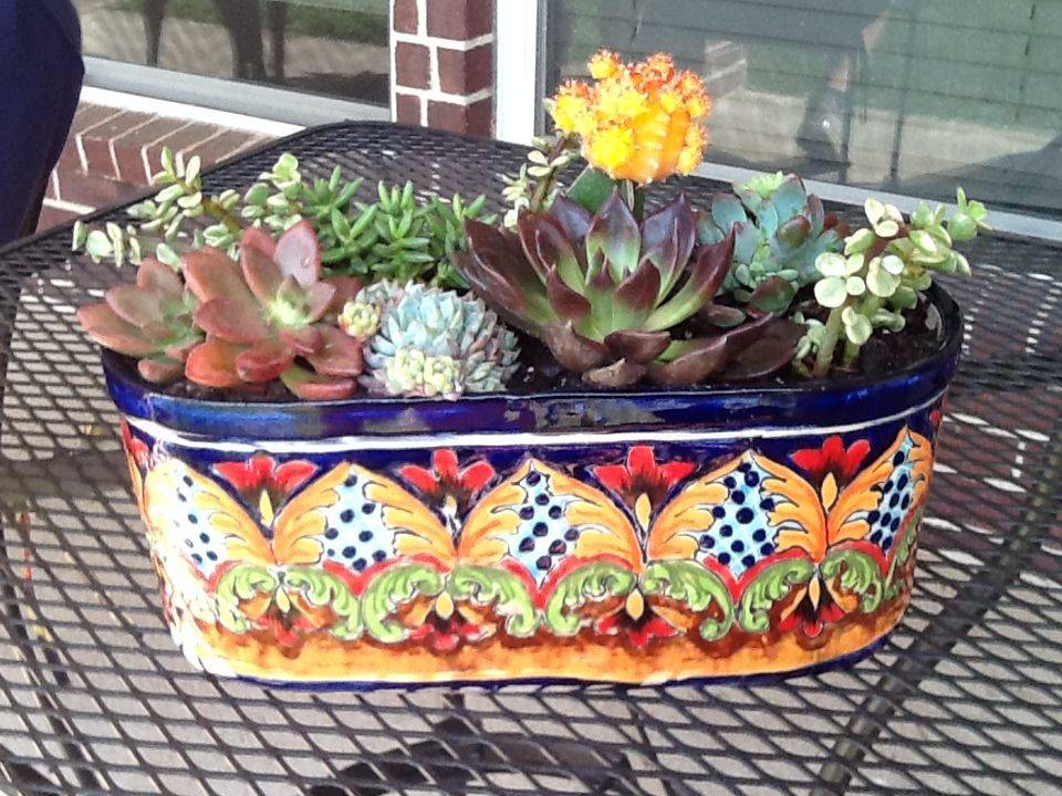 Colorful Succulent Container Garden Ideas