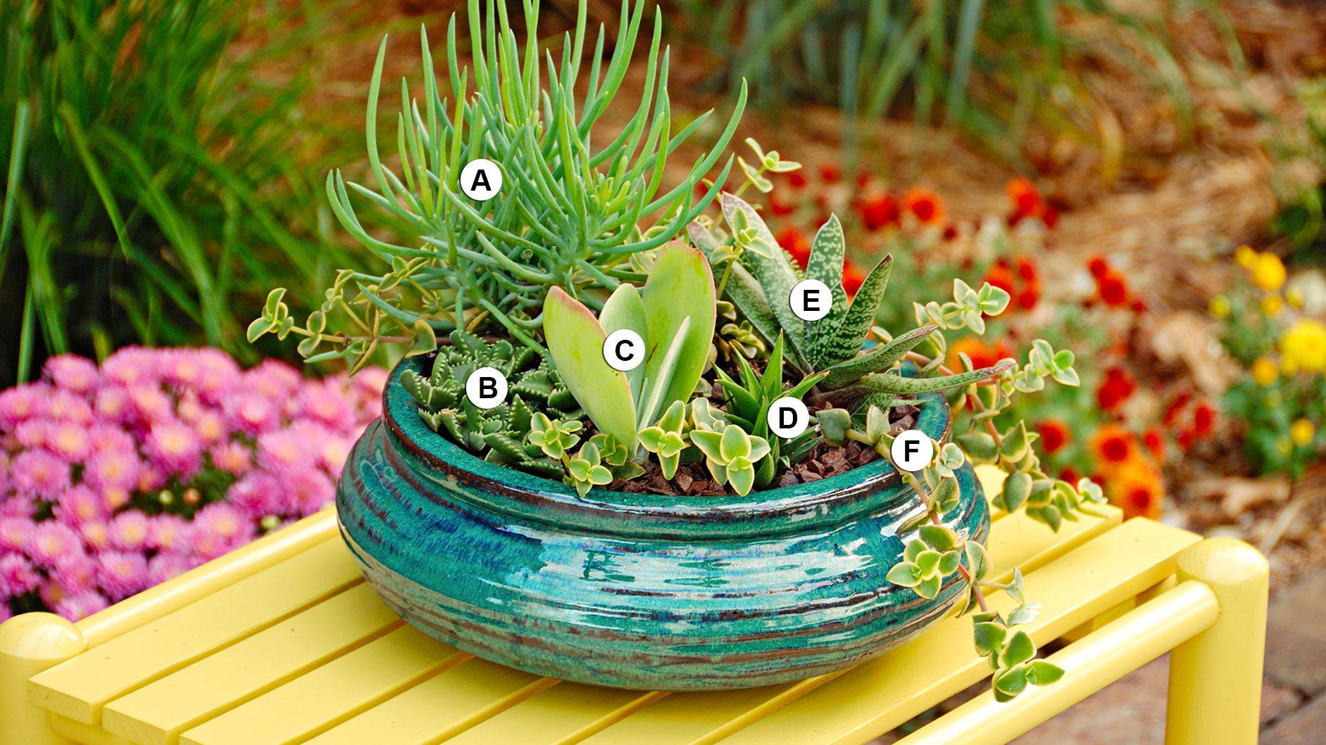 Fantastic Succulent Garden Ideas