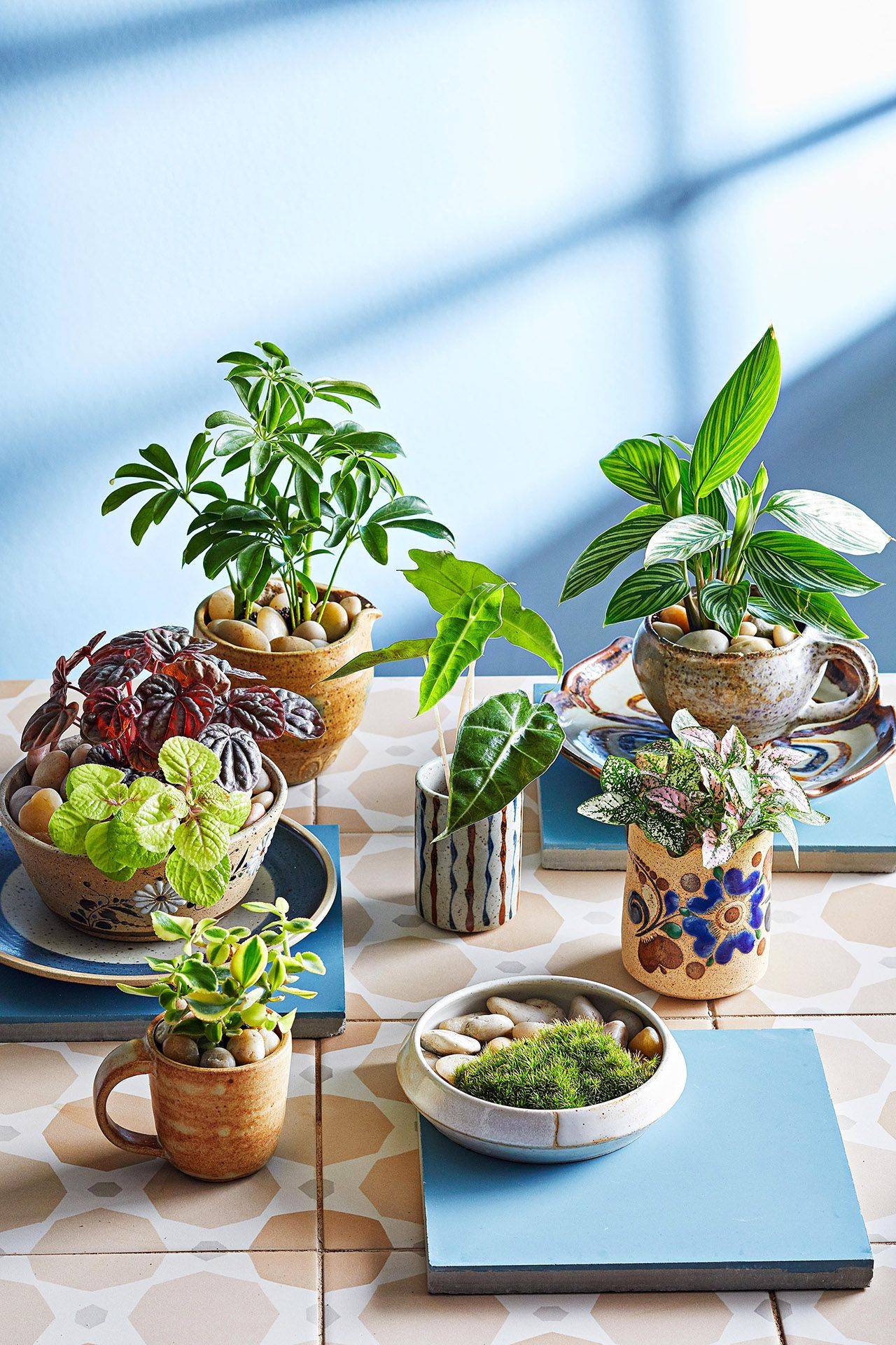 Succulent Dish Gardens
