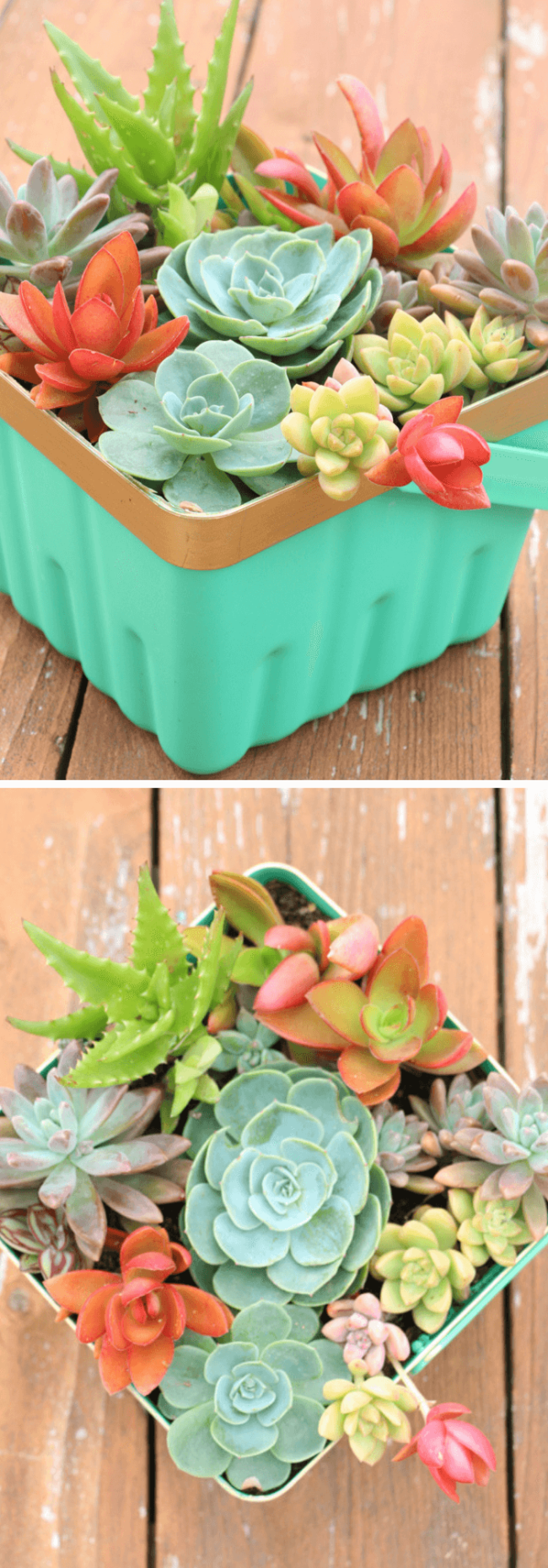Succulent Container Garden