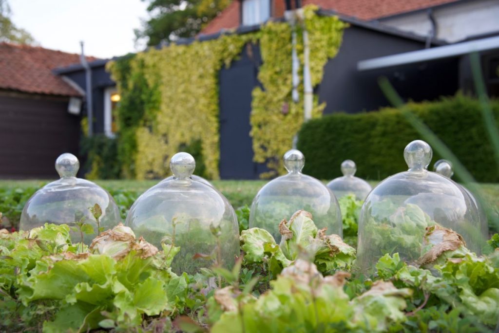 Great Diy Garden Cloche Ideas