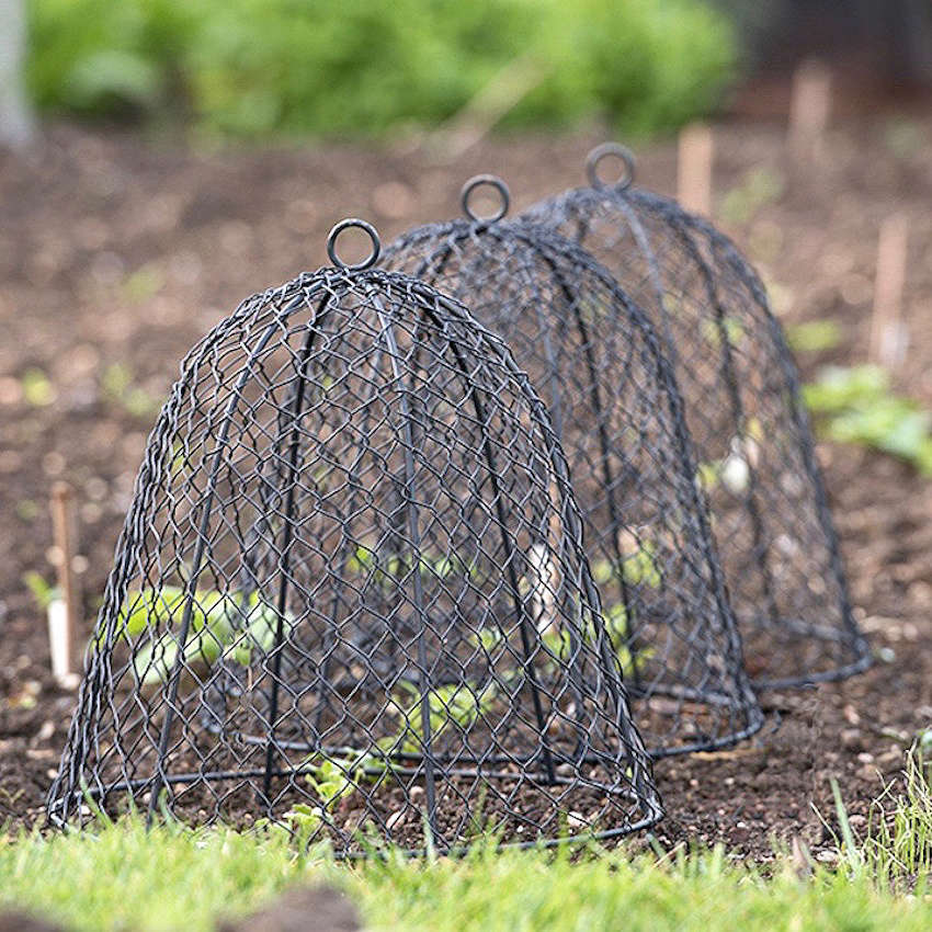 Great Diy Garden Cloche Ideas