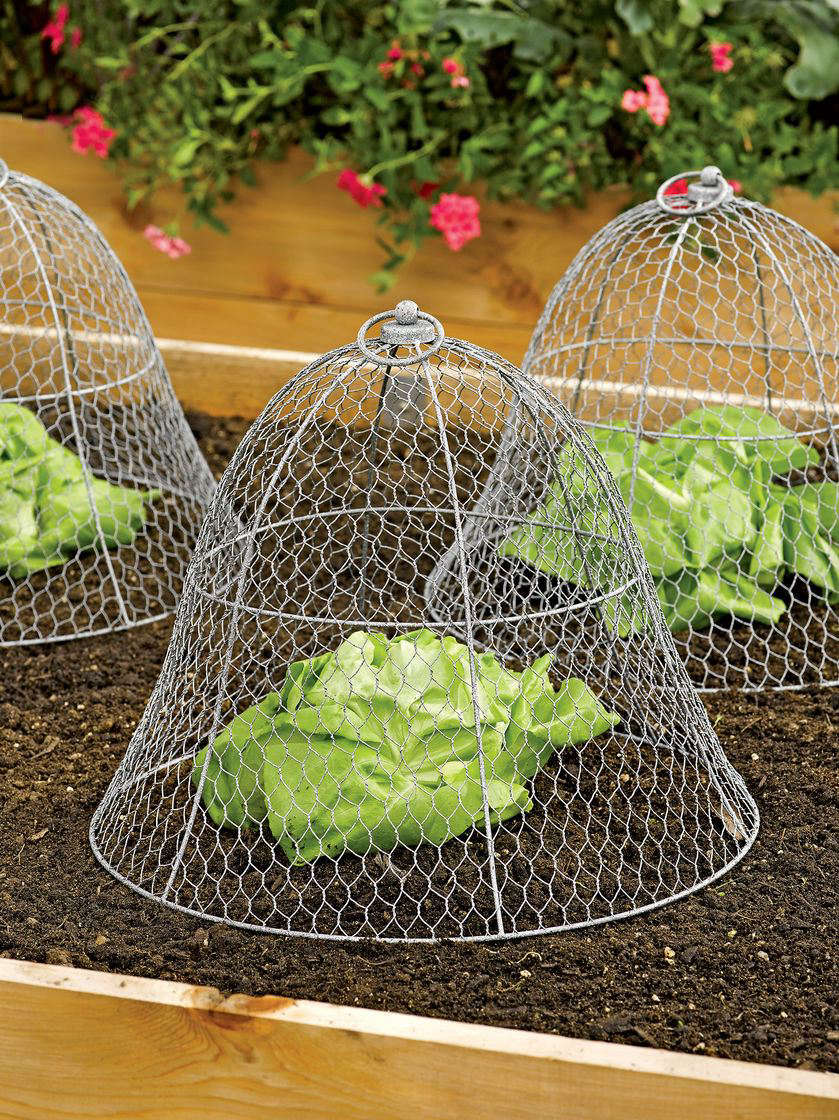 New Plants Diy Projects