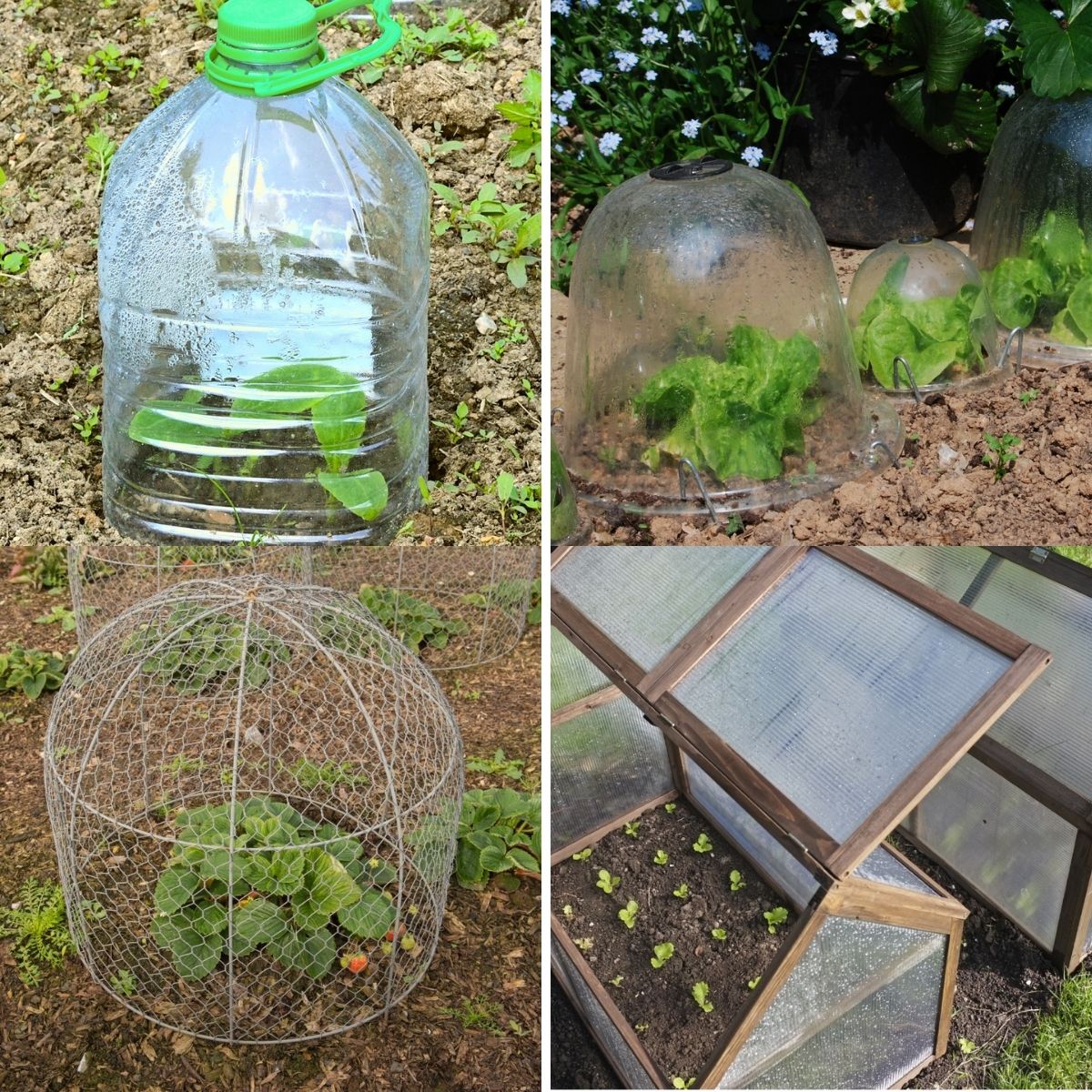 Garden Cloche Dollar Store Diy