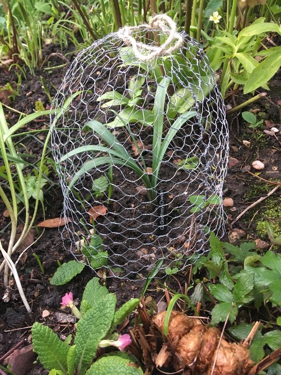 Garden Cloche Dollar Store Diy