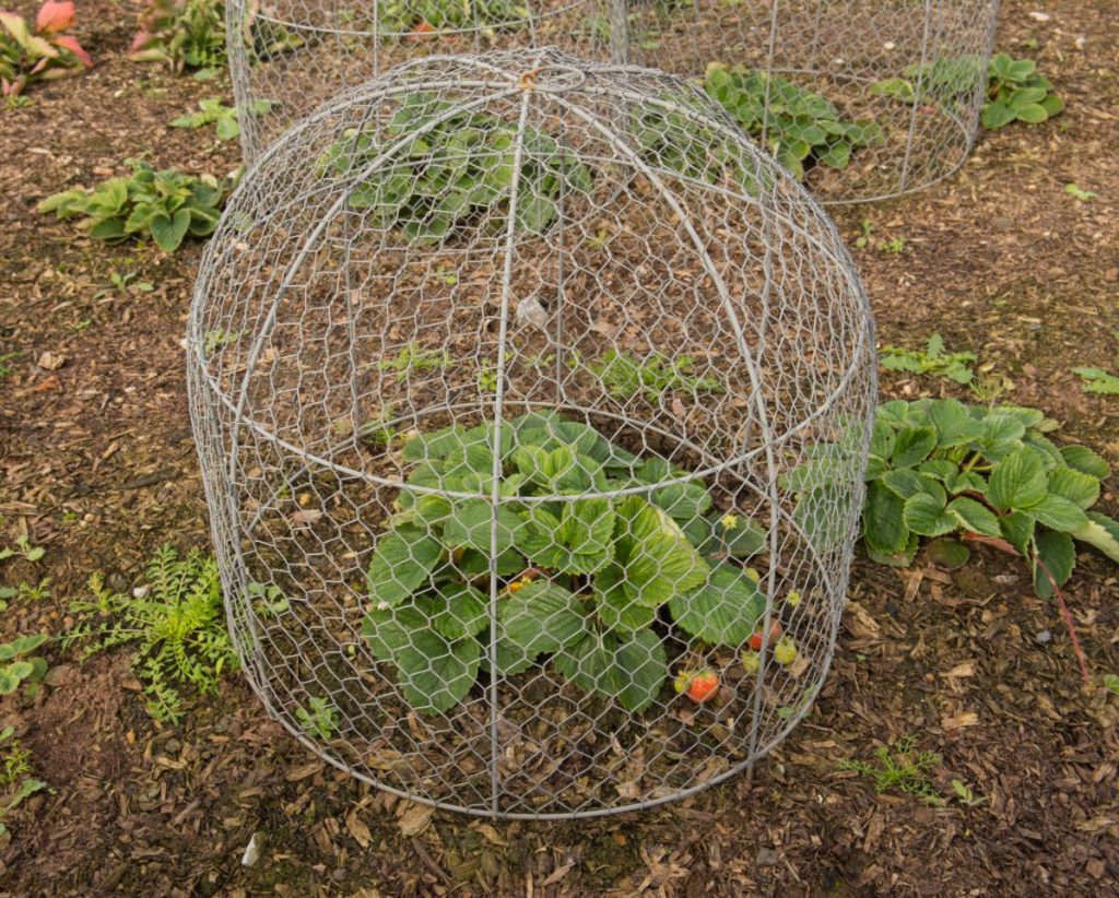 Garden Cloche Ideas