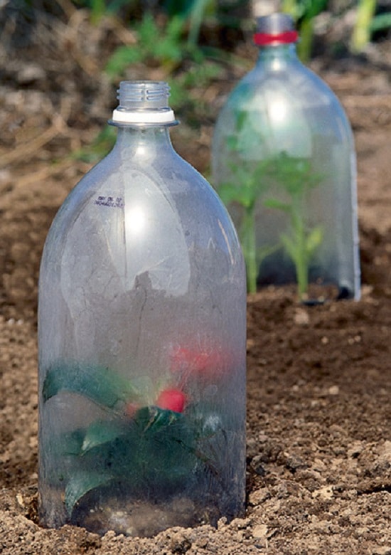Cloches Gardenista
