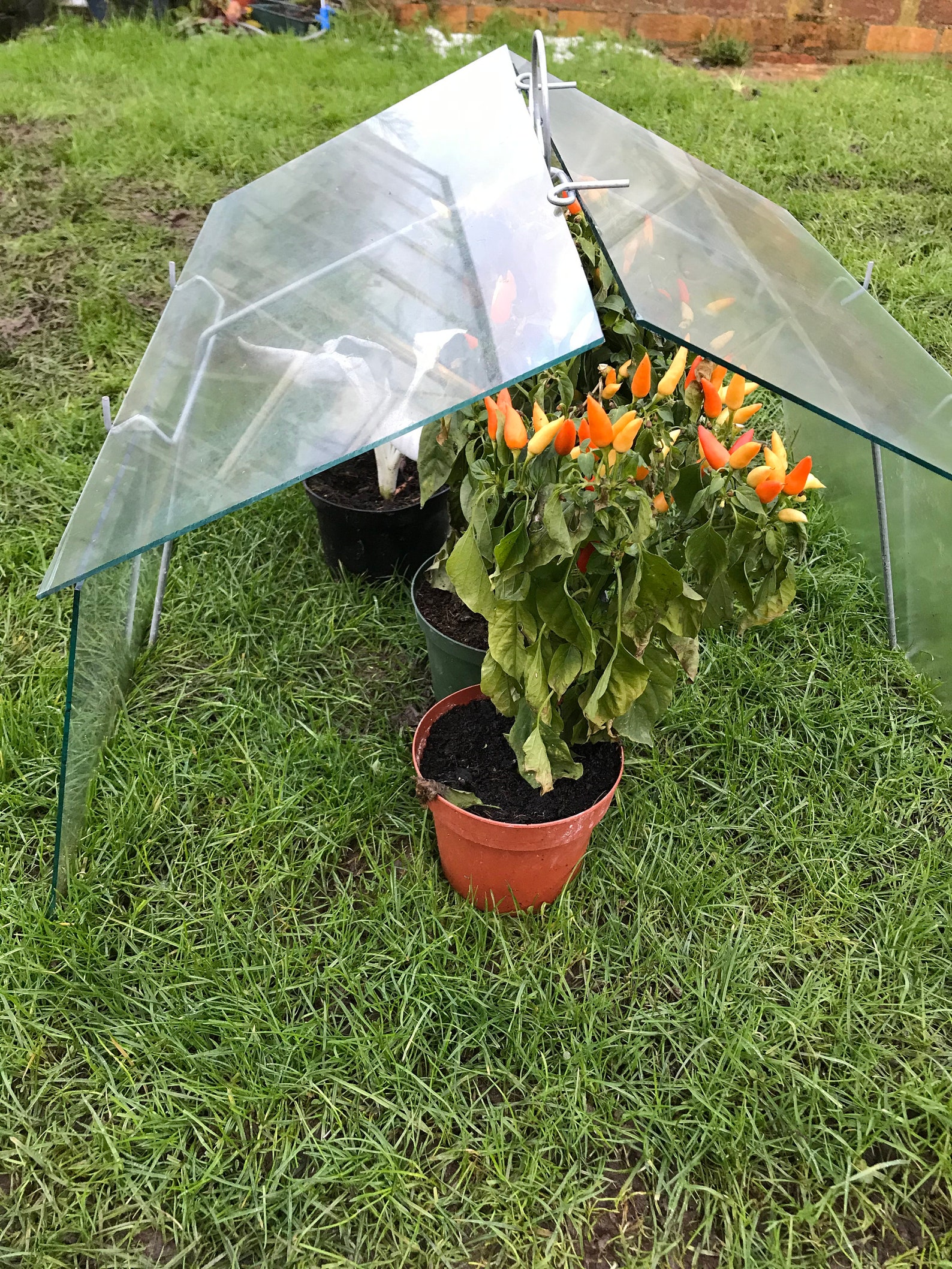 A Chicken Wire Cloche