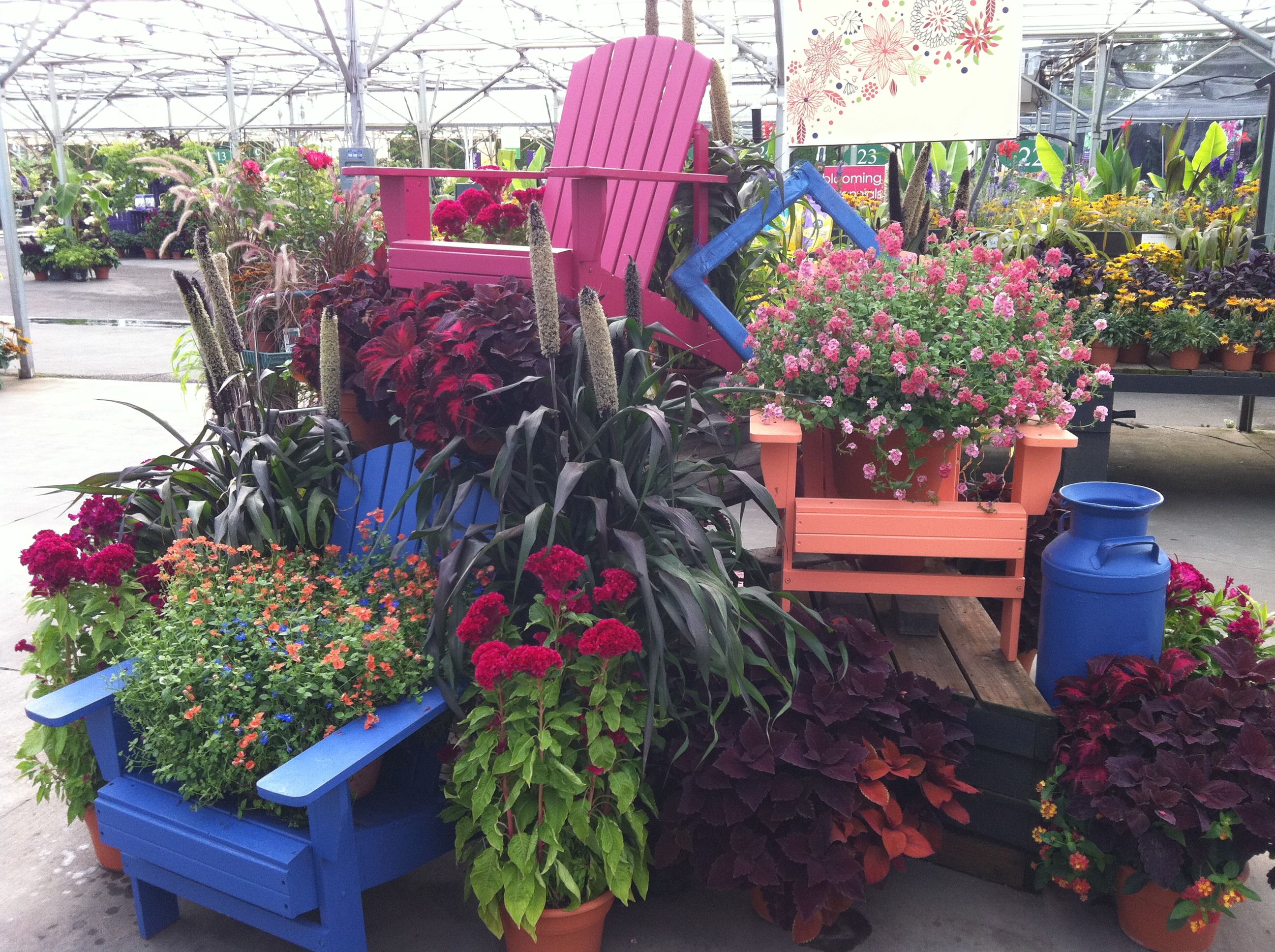Paradis Express Ailsa In Southland Nursery Garden Center Displays