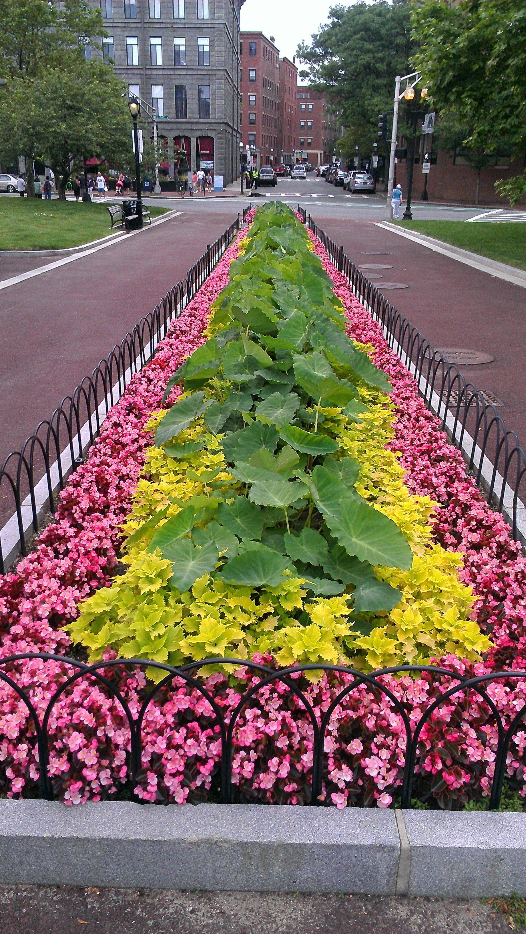 Flowering Tobacco