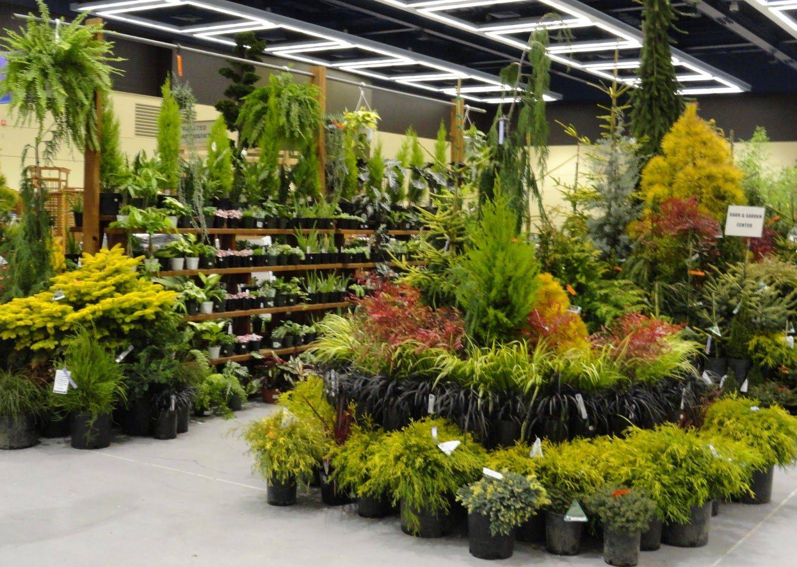 Paradis Express Ailsa In Southland Nursery Garden Center Displays