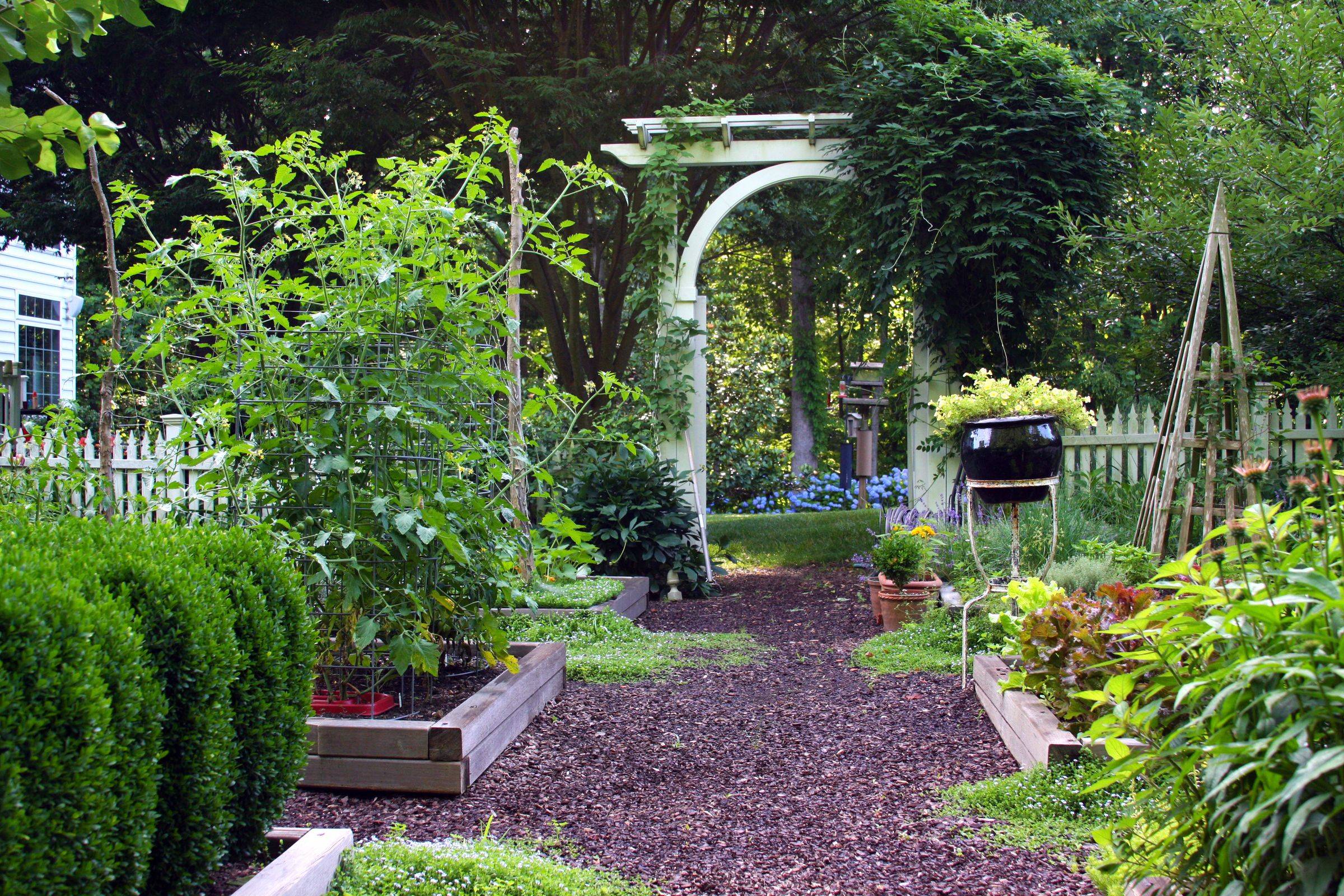 An Ornamental Vegetable