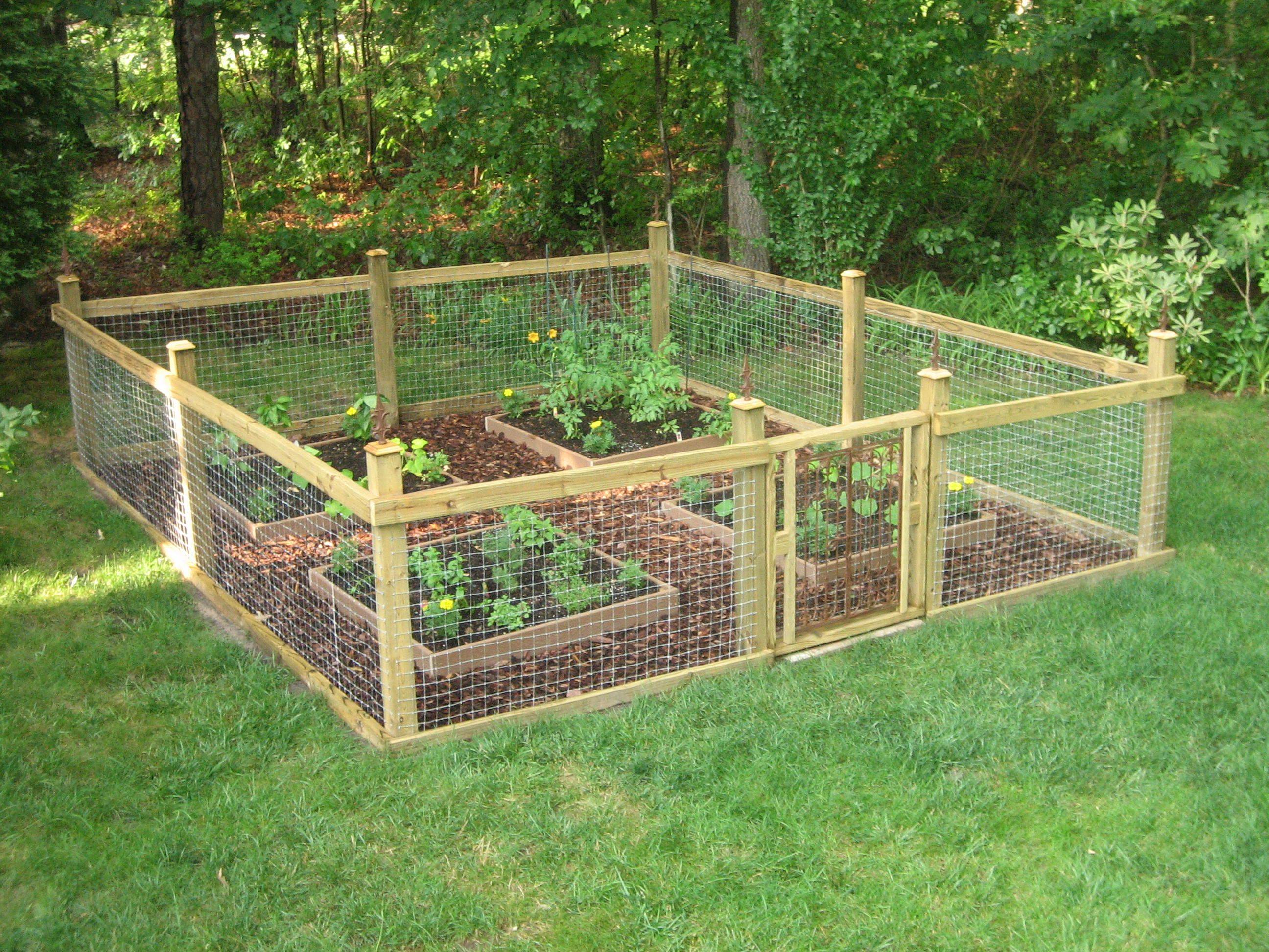 Vegetable Garden Fence Chicken Wire Interior