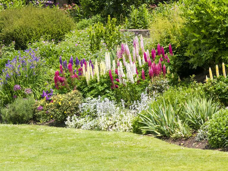 Pin On Garden Flowers