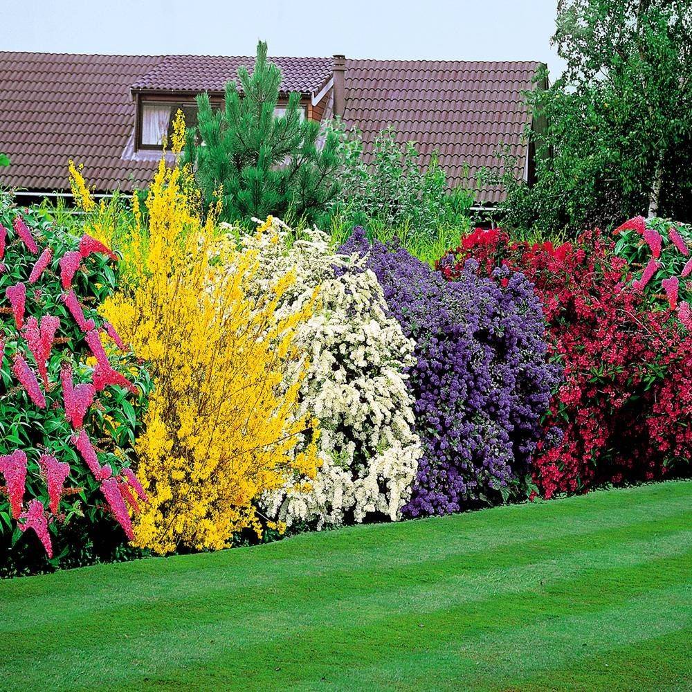 19 Garden Shrubs UK Ideas Worth a Look SharonSable