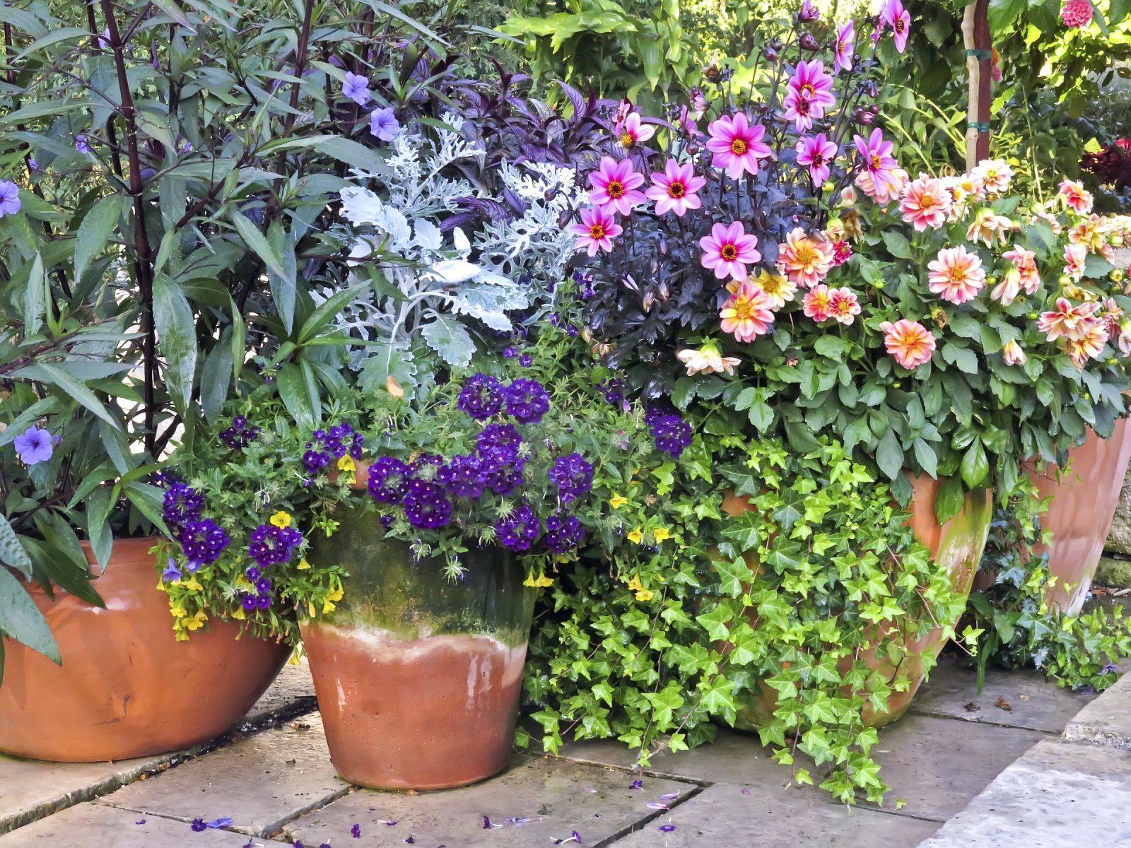 Herbaceous Border
