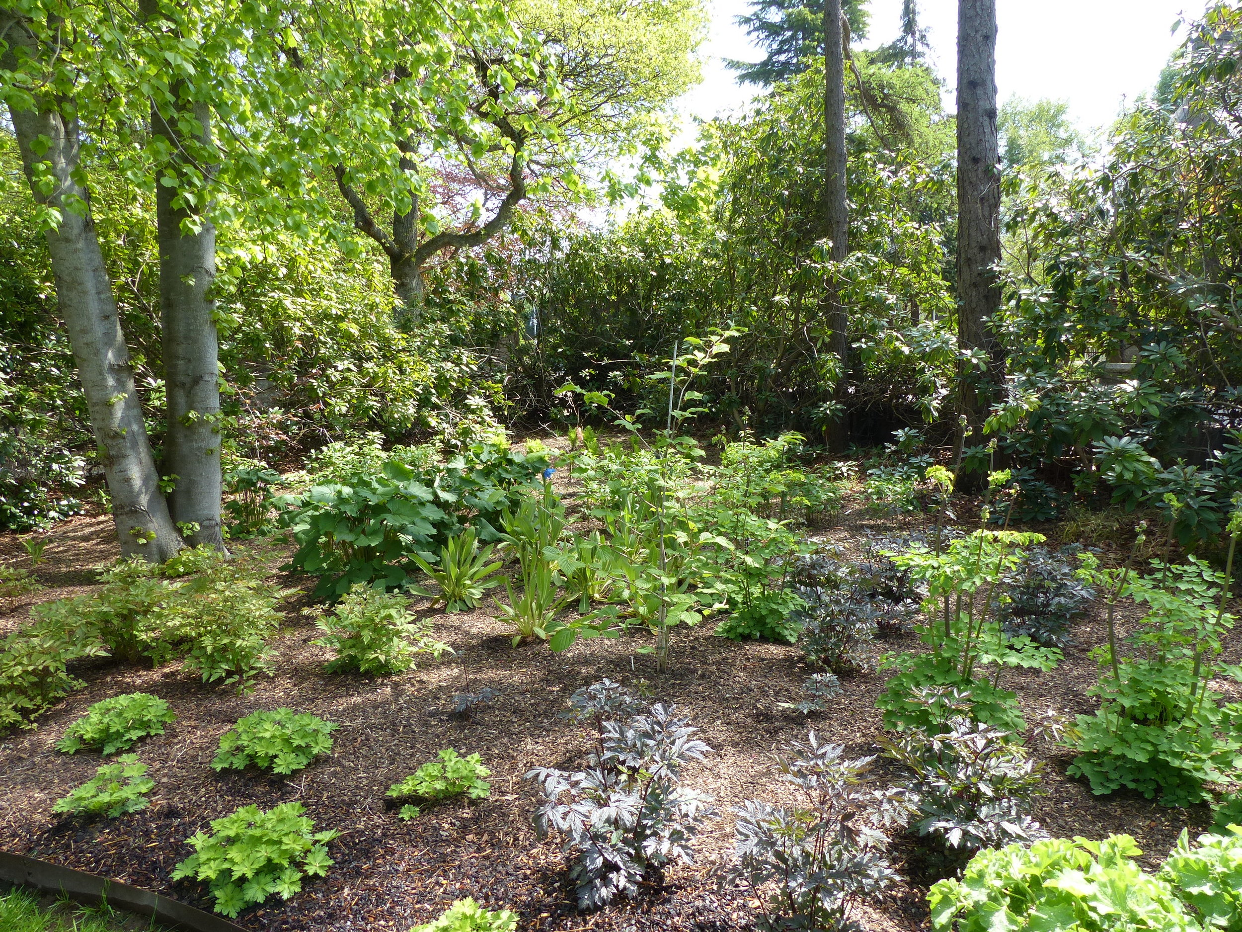 Aberdeen West End Front Garden Gerbera Garden Design