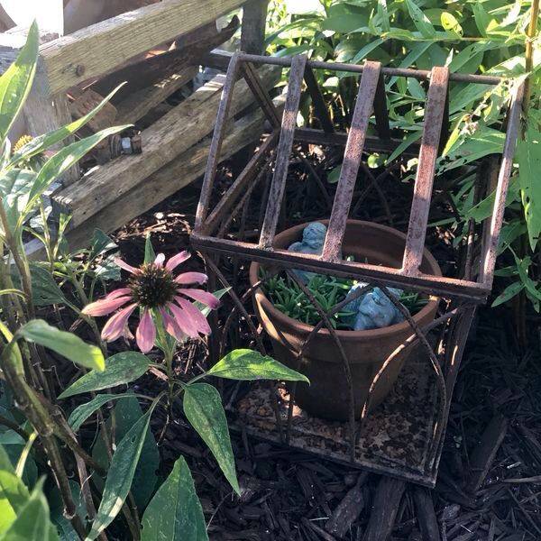 My Prim Home Plants