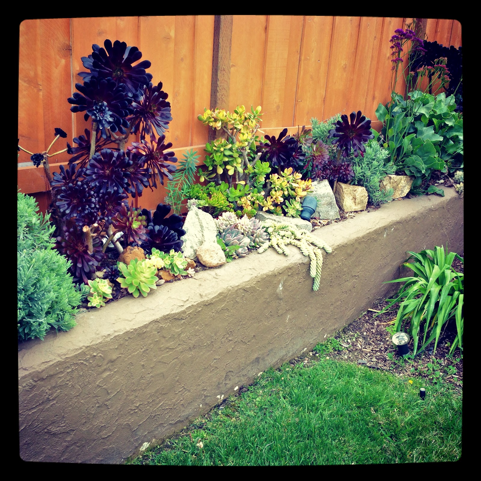 Garden Flower Border