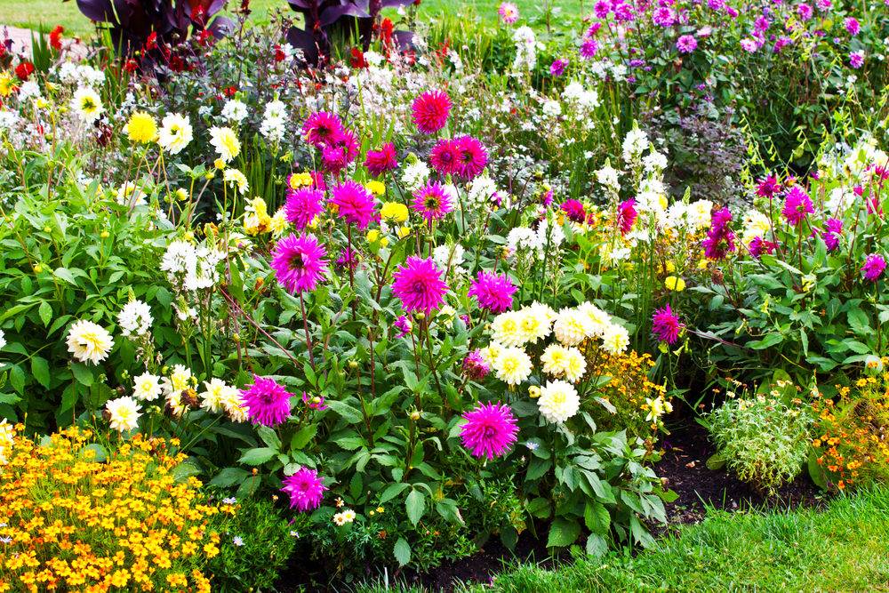 Colorful Garden Pictures