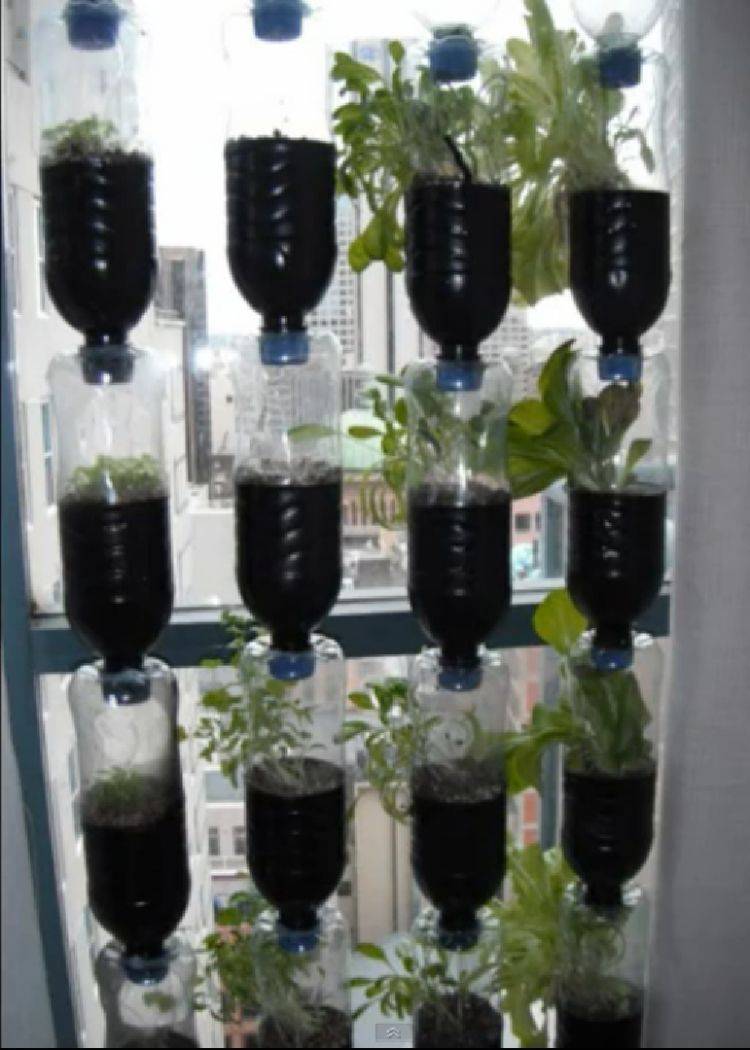 Hydroponic Soda Bottle System