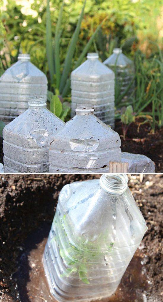 This Water Bottle Garden