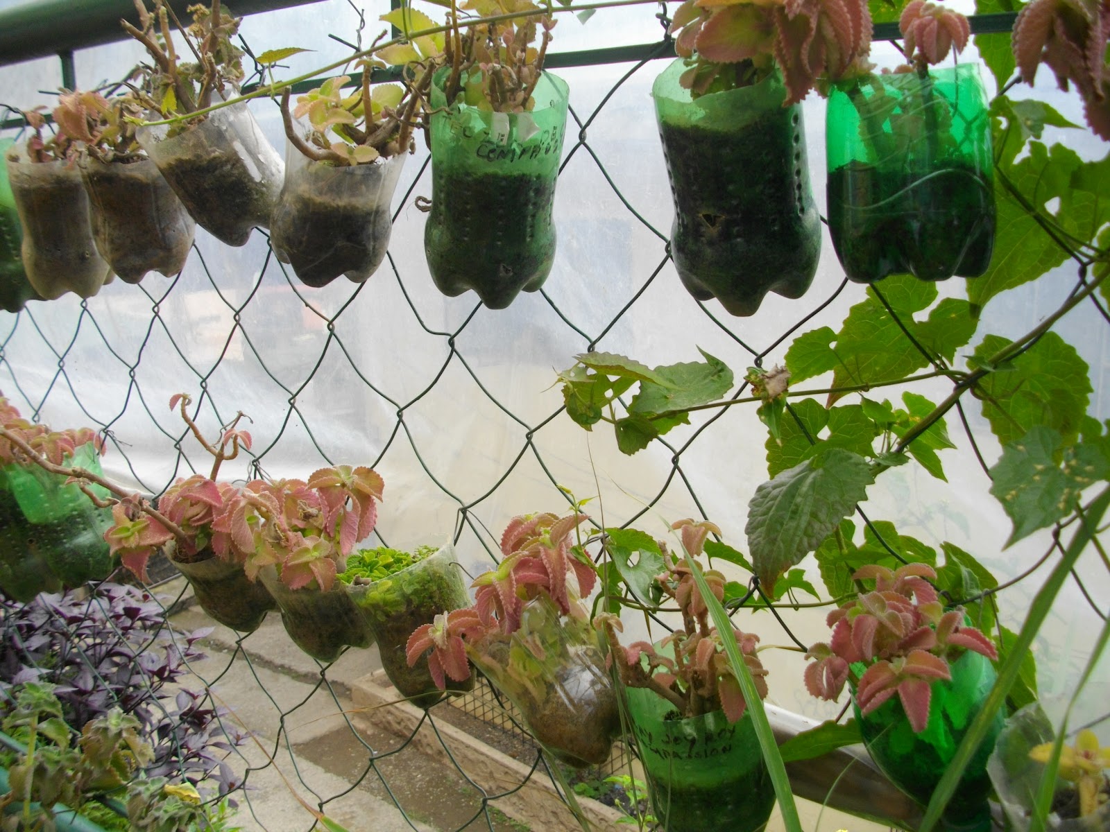 Brilliant Plastic Bottle Garden Ideas
