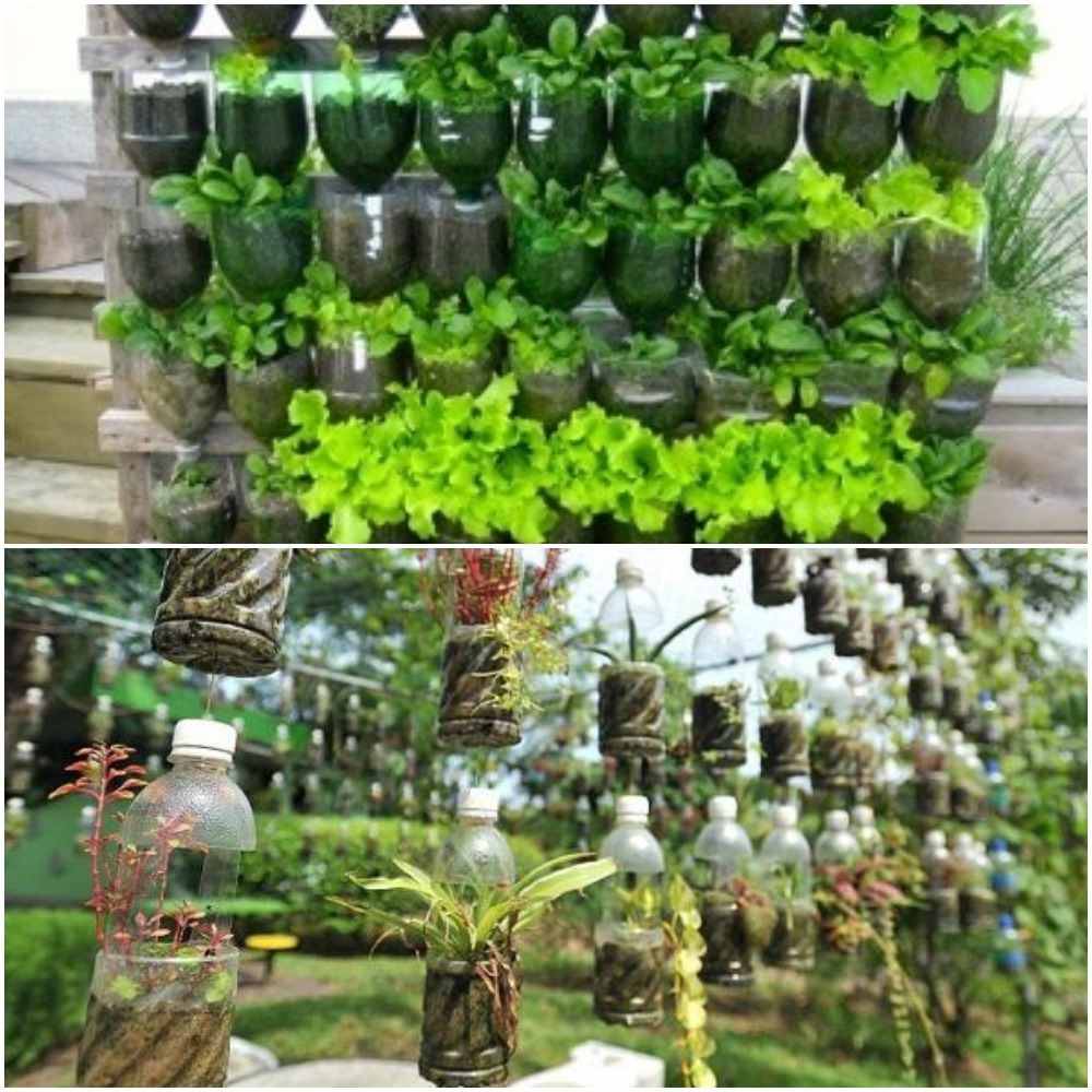 Soda Bottle Garden Bottle Garden