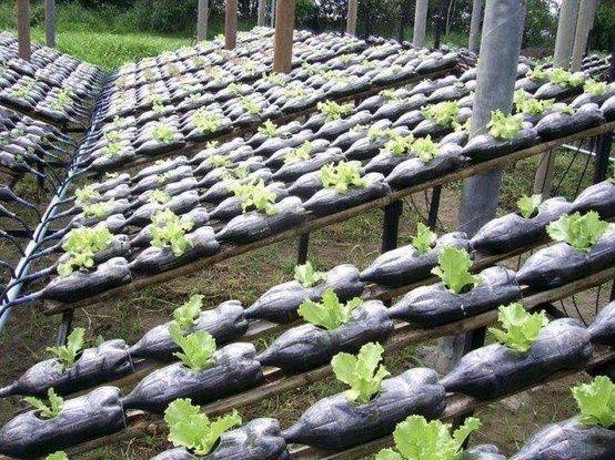 Vertical Hanging Garden Project