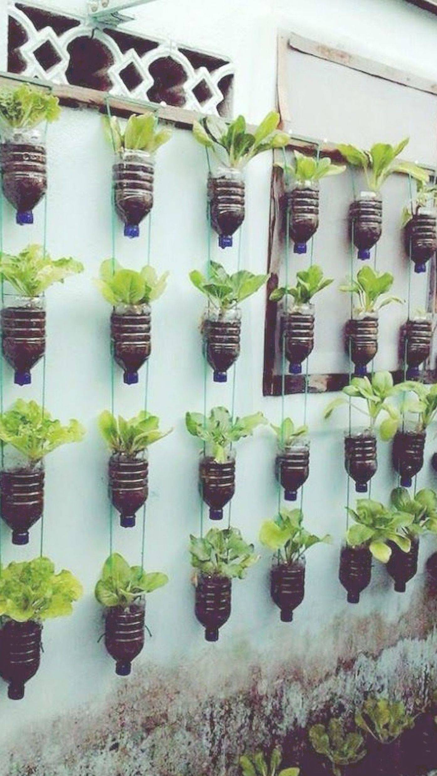 Amazing Vertical Garden Ideas