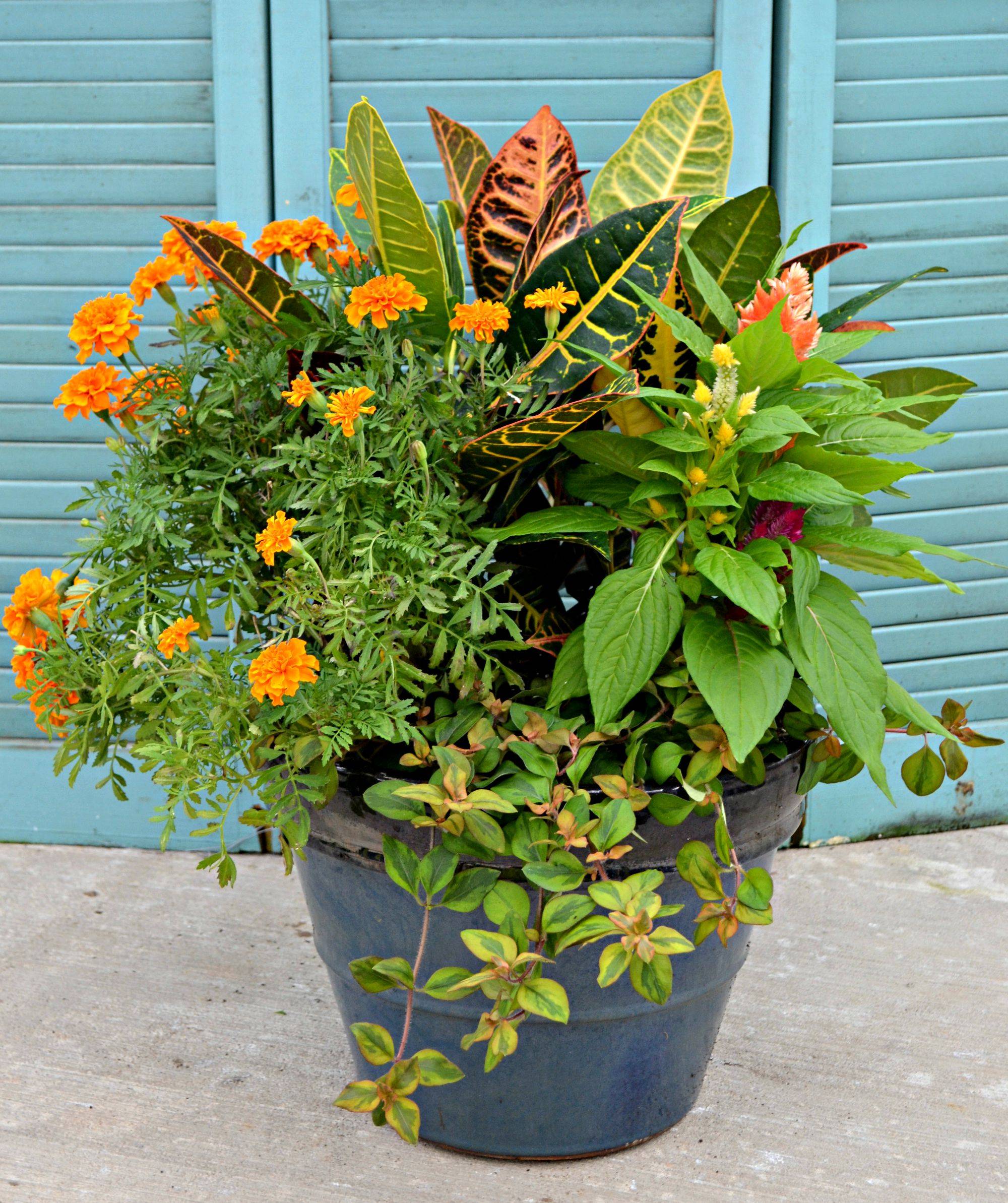 Yearround Container Gardens