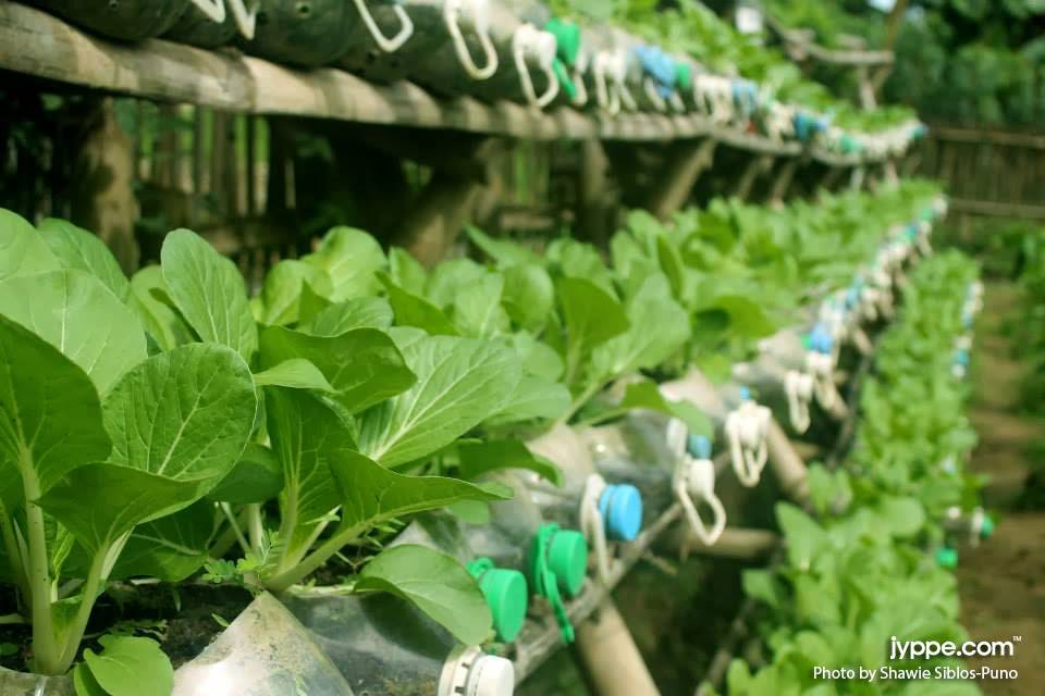 A Planter Recycle Water Bottles